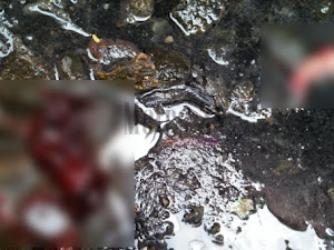 Bromo heboh! dikira anak tikus rupanya orok