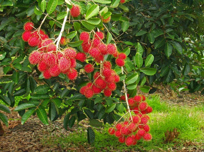 Gambar Rambutan di Pohon