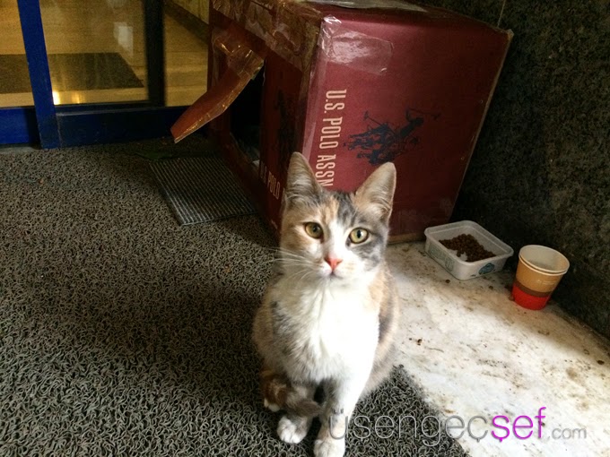 Üşengeç Şef Eldeki Malzemelerle Bir Kedi Evi Nasıl Yapılır? (DIY)