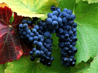 kandungan nutrisi pada anggur ungu