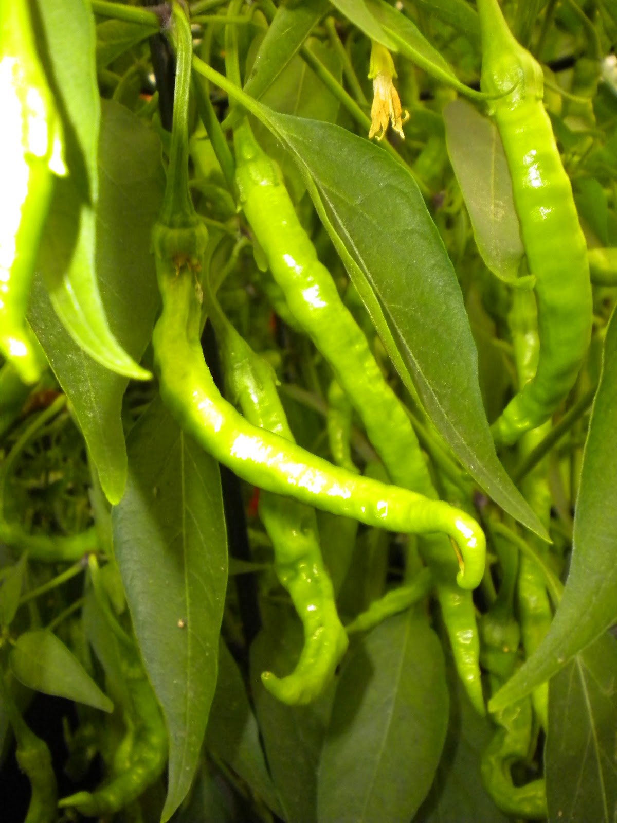 Chilli Pepper Heaven Gardners World 2011 Chilli Plant Displays