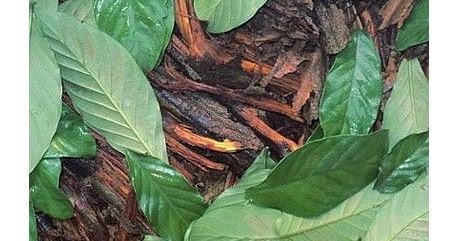 Ervas e Insumos Bálsamo de Tolú