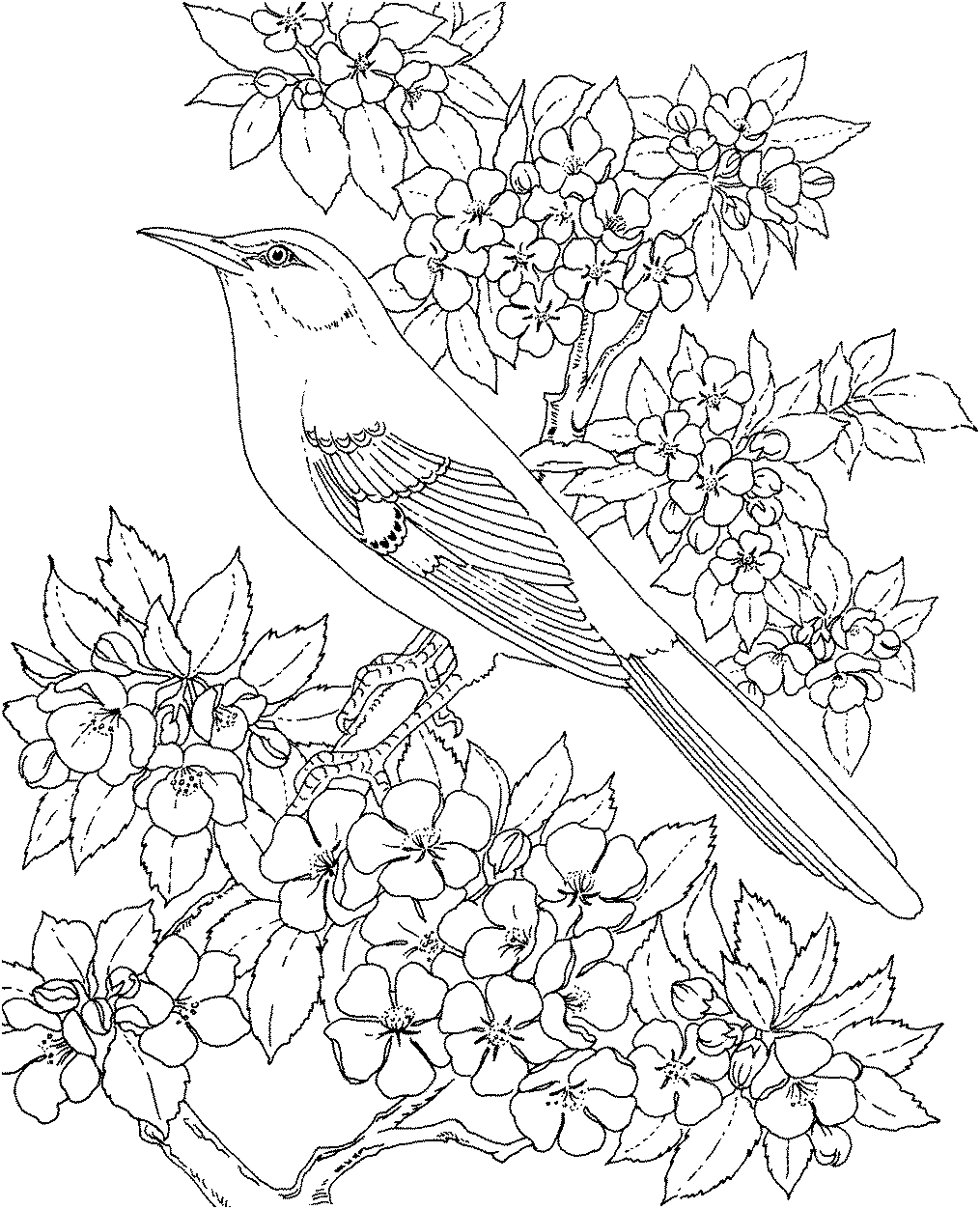 images of birds for coloring book pages - photo #43