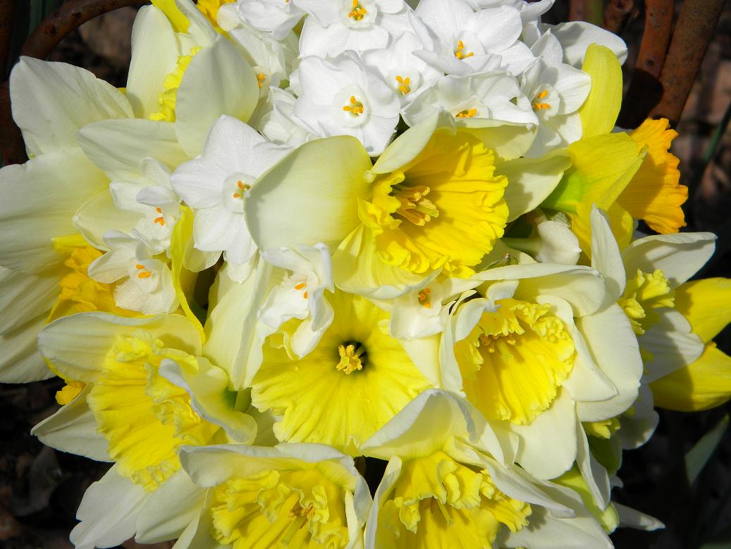 Wedding Flowers from Springwell Daffodils and Springtime Weddings