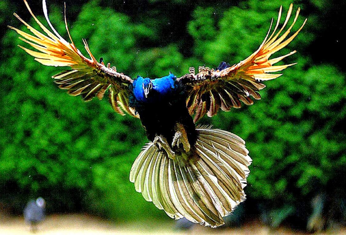 Peacock HD Wallpaper  Peacock Pictures  New Wallpapers