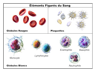 médicaments qui provoquent l’agranulocytose