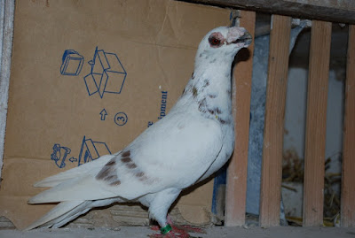 dragon - wattle pigeons - pigeons fall