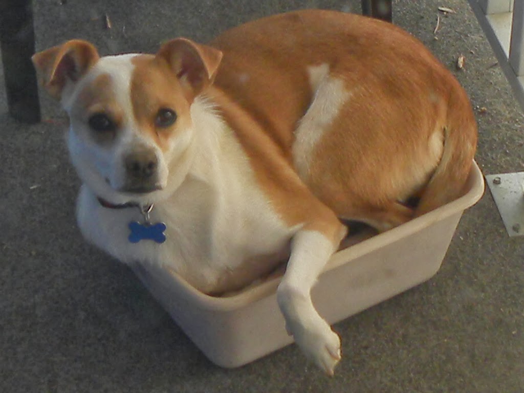 Foster Dog Steals Chihuahua's Bed