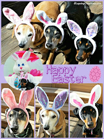 3 rescue dogs dressed up for Easter bunny ears