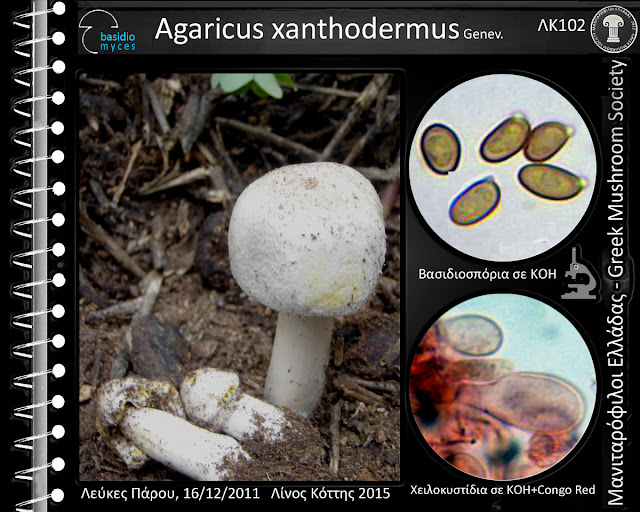Agaricus xanthodermus Genev.