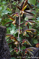 Catasetum saccatum