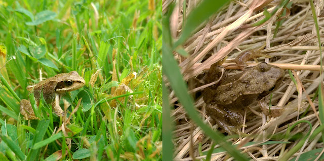 A slightly larger frog on the grass, some weeks later.