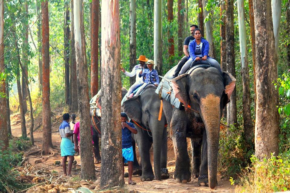 Carmelagiri Elephant Park Elephant Ride In Munnar Travelet