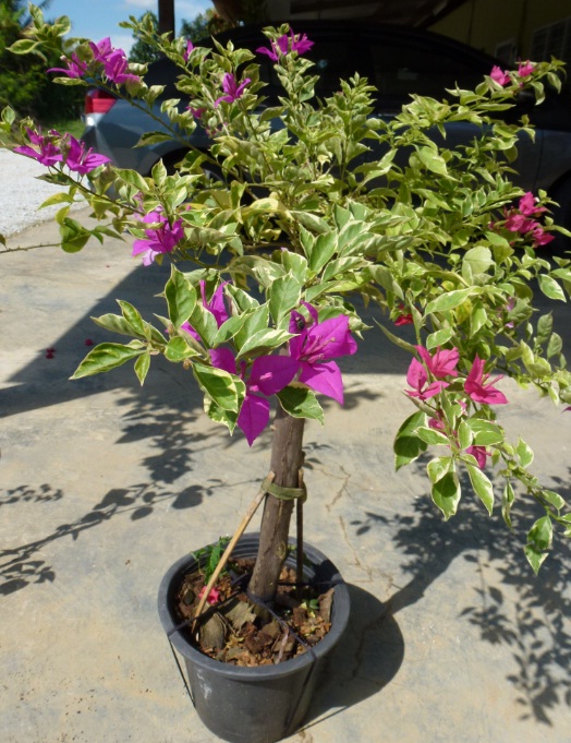 Greenfingers: Bunga kertas