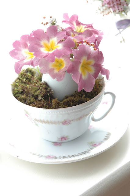 Pink primroses with a yellow centre in a rose patterned china cup.