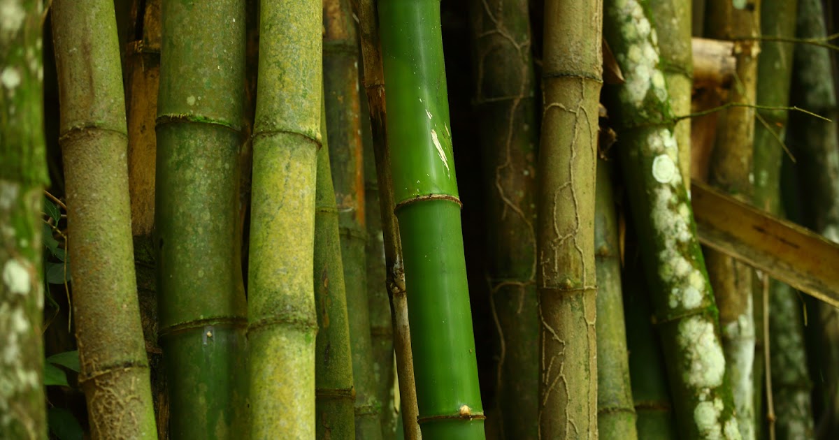 Anasazi Racing bamboo forest / trinidad