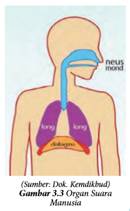 Teknik Vokal dan Teknik Pernapasan / Organ Suara Manusia - PINTU