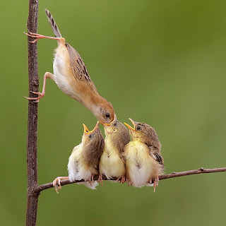 Burung Ciblek - Jenis Burung Ciblek Cisticolae Xilis - Penangkaran Burung Ciblek