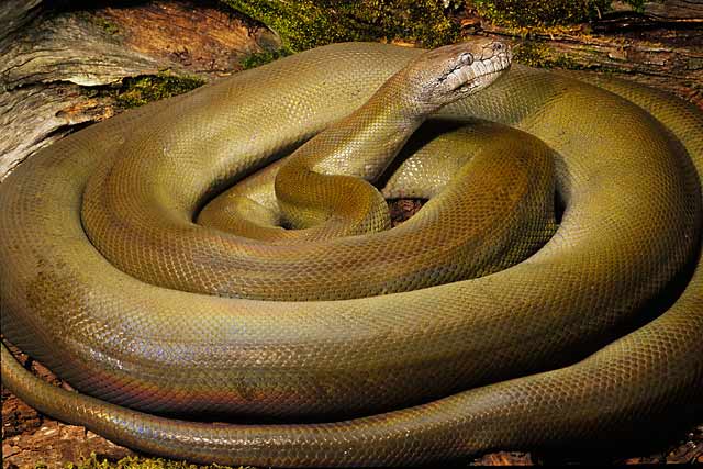 Papuan Python - Reptiles World