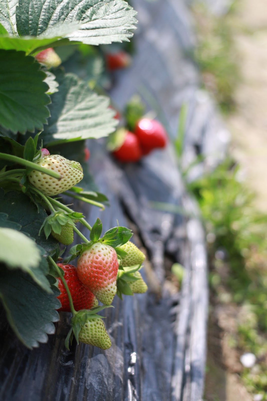 MochachocolataRita Weekend Fun Strawberry Picking, Kam Tin Country
