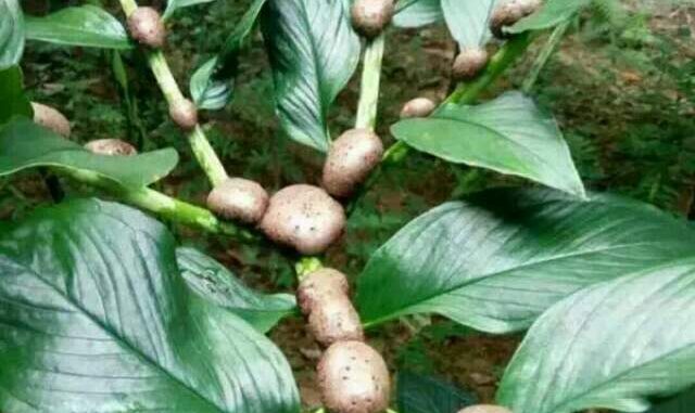 Panen Setahun Sekali Harga Iles Iles Terus Membubung