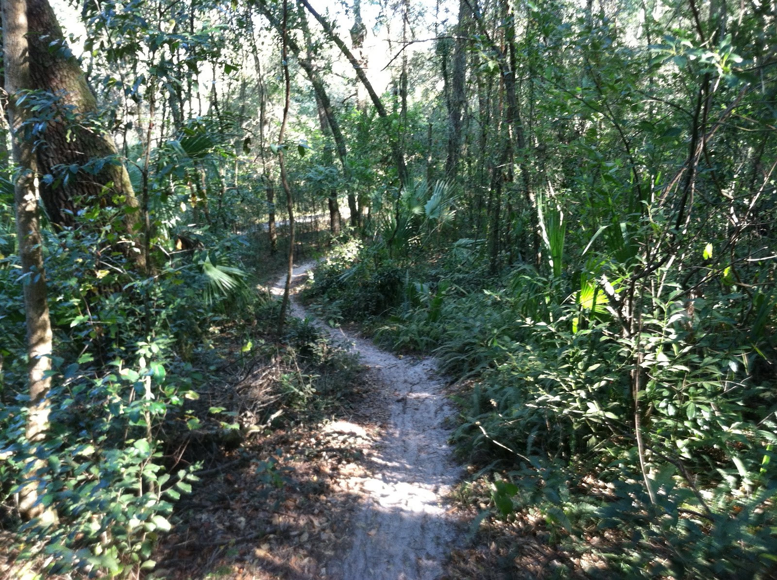 CENTRAL FLORIDA MOUNTAIN BIKE TRAILS MOUNT DORA BIKE TRAIL