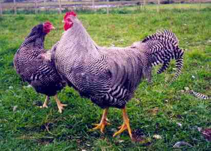 Chicken boy essay 07 image