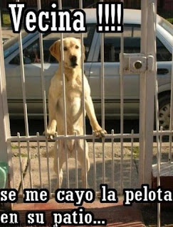 imagenes chistosas de perros graciosas