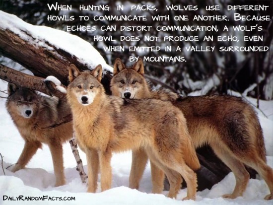 animal facts, facts about animals, interesting animal facts, wolves fact