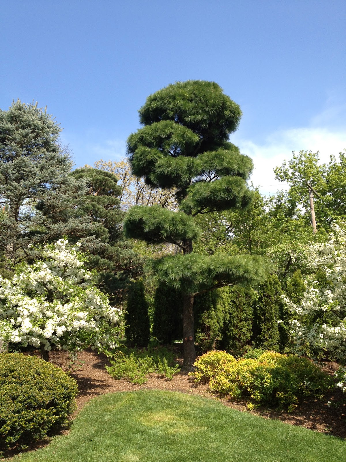Garden of Reflection: Trees in Japanese Gardens