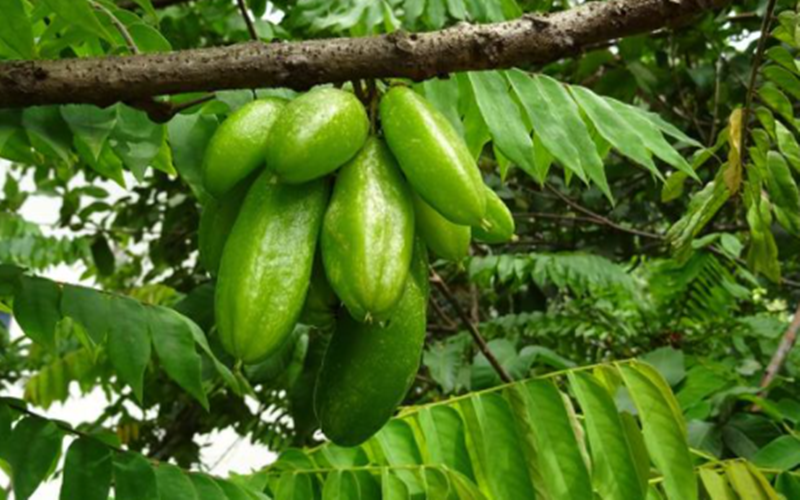 22 Arti Mimpi Tentang Buah Belimbing Sayur Menurut Primbon Jawa Dan Islam Arti Mimpi Jawa