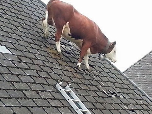 Lembu Duduk Atas Bumbung