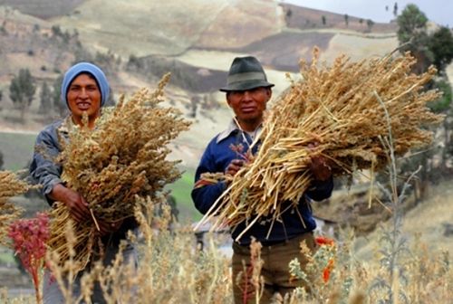Comidas Típica de la Zona Norte: Comidas típicas de la zona norte de chile