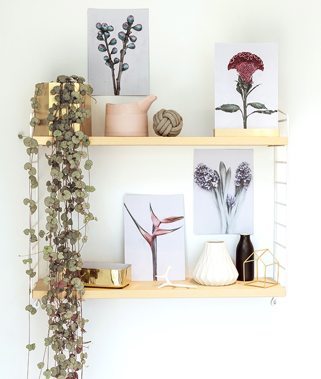 norsu Launches Botanica Series by Vee Speers + Reader Offer