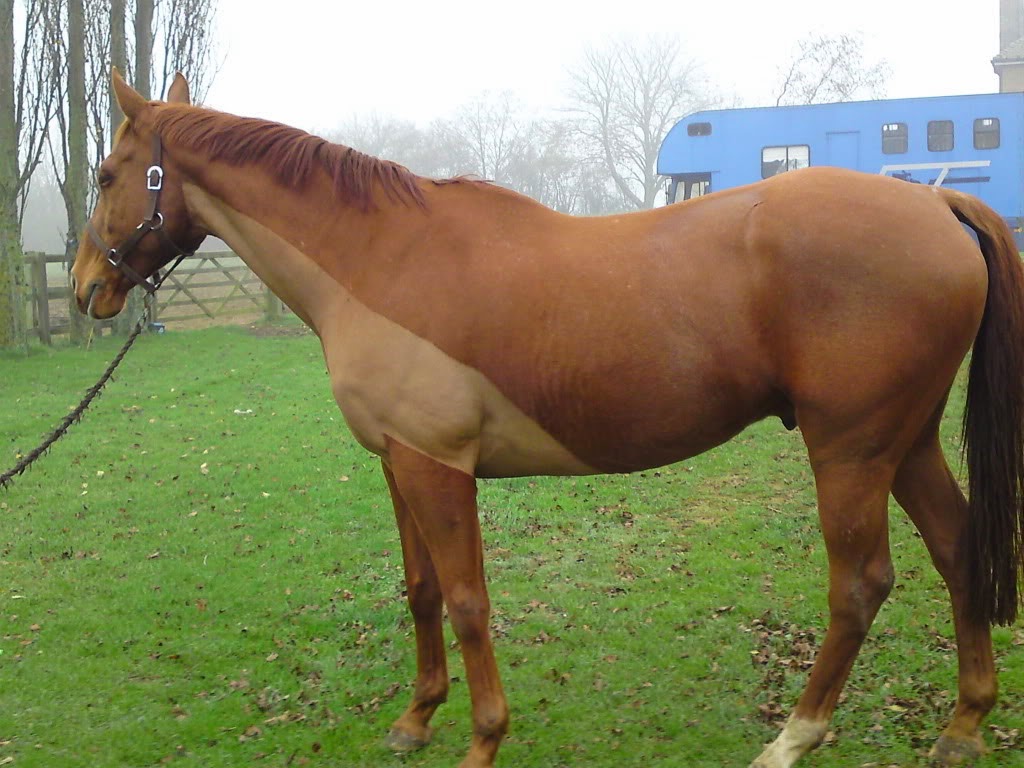 What Rug Should I Put On My Clipped Horse at Tom McElligott blog