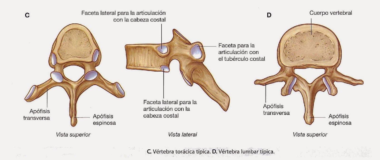Anatomía de la columna vertebral ANATOMÍA BÁSICA DE LA COLUMNA VERTEBRAL