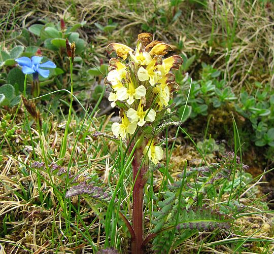 Gnidosz dwubarwny (Pedicularis oederi).