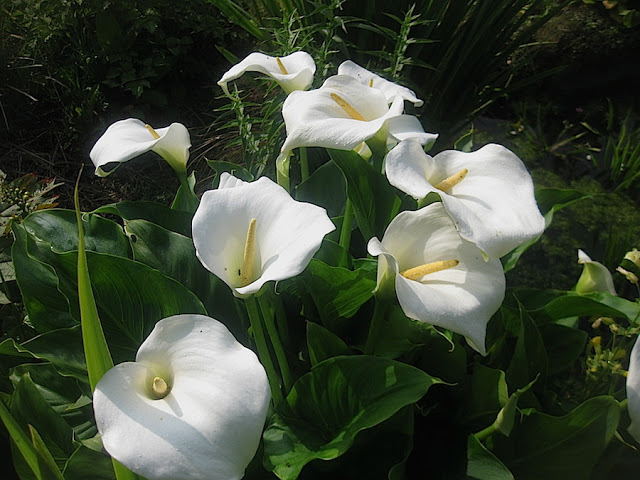 Misidentifying Fungi Wet Willows