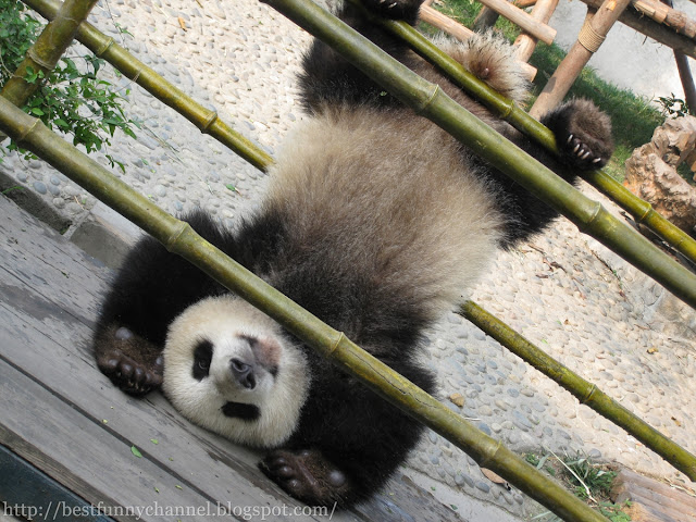 panda bears pictures 33