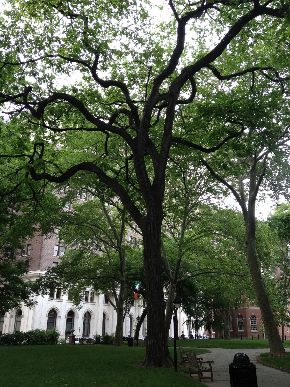 PHILLY TREES: MY COUNTRY, TIS OF TREE