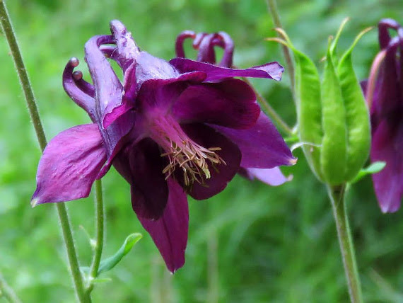 Orlik pospolity (Aquilegia vulgaris) orlik