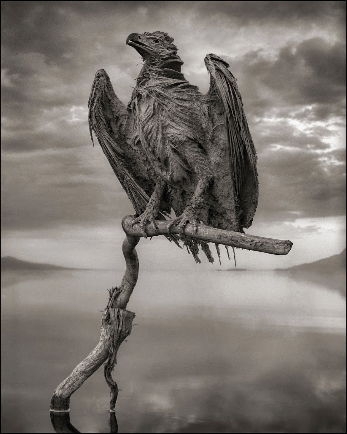 lake natron birds lake natron birds