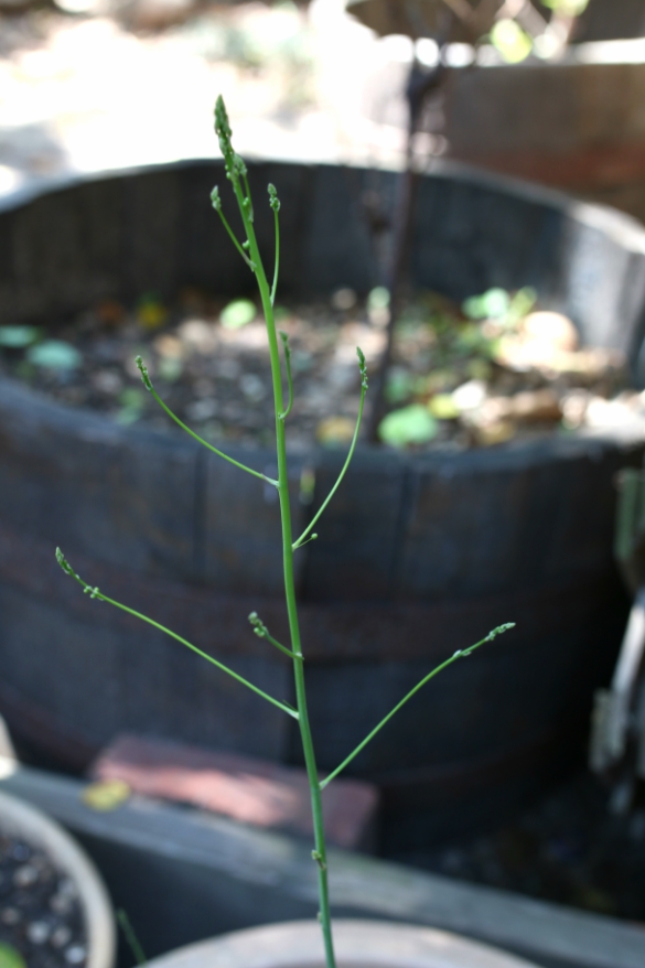 How To Plant Asparagus Root Crowns In Containers 17 Apart Asparagus is a great starting point because it's one of the few perennial in northern climates, start seedlings indoors in late february or early march. how to plant asparagus root crowns in