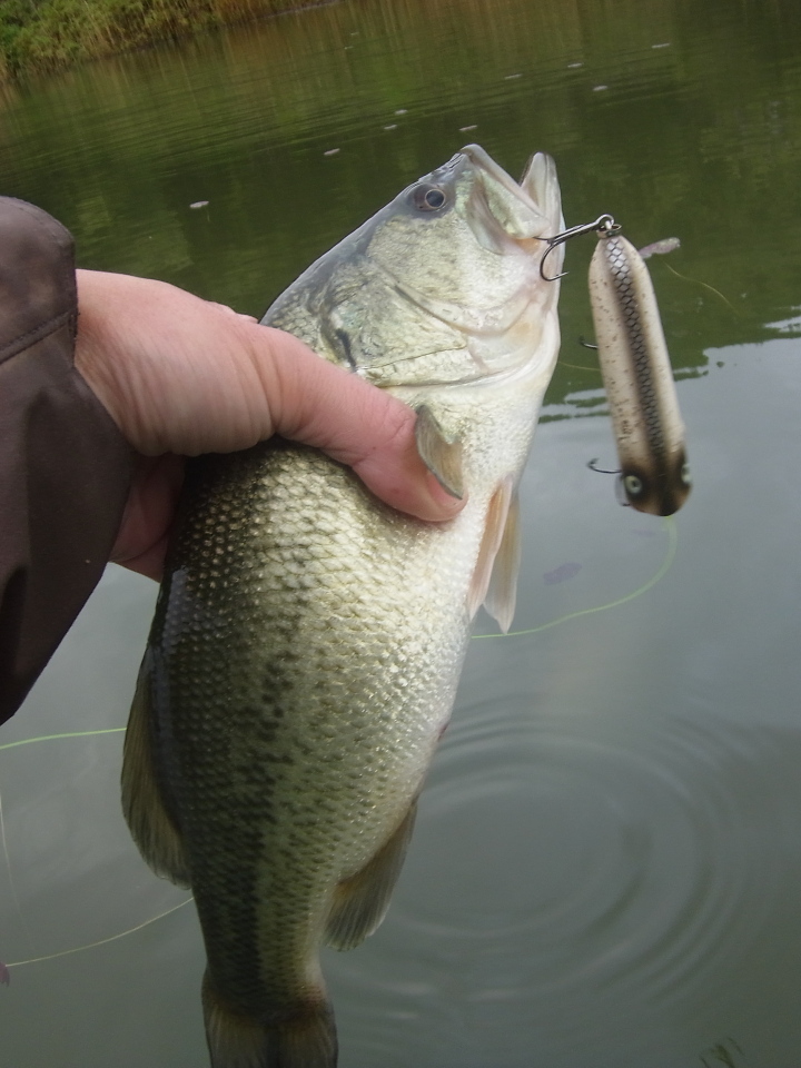 ChugChug! Rush, At Ease! Carp and bass