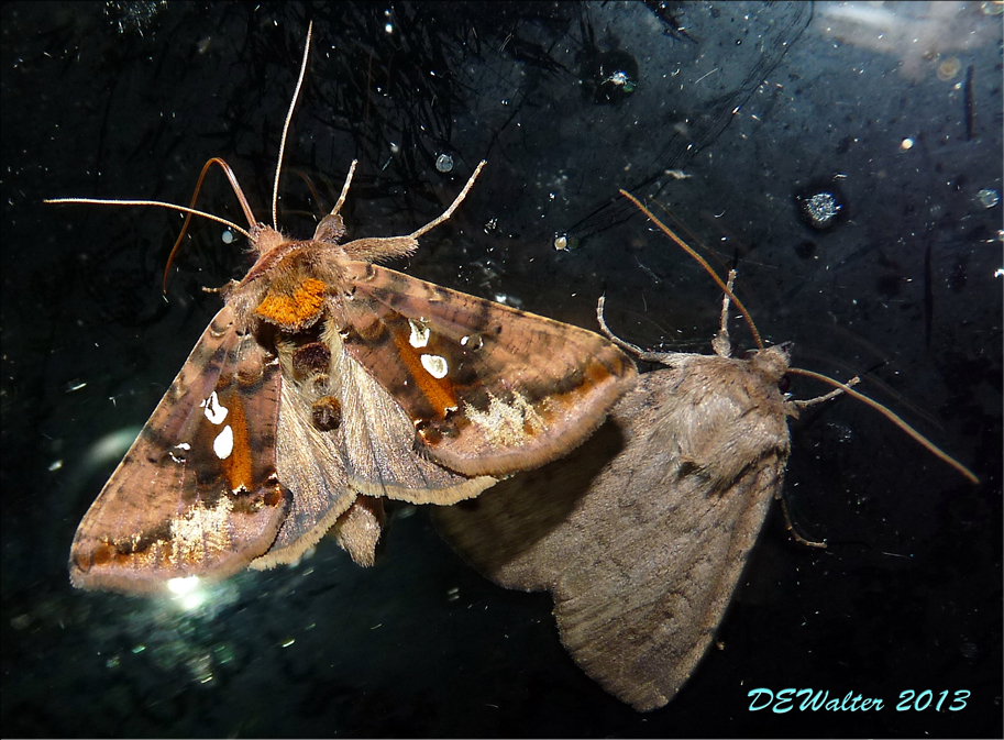 The Home Bug Garden All moths are interesting, but some are more