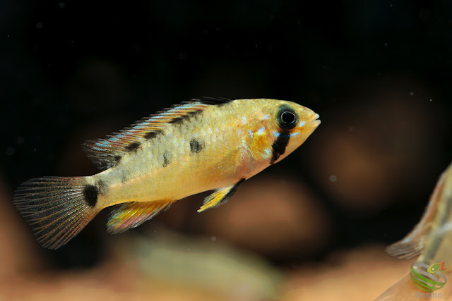 Apistogramma Ortegai (Pebas x Papagei)