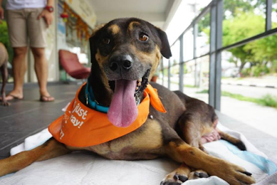 Animal rescue groups in Singapore