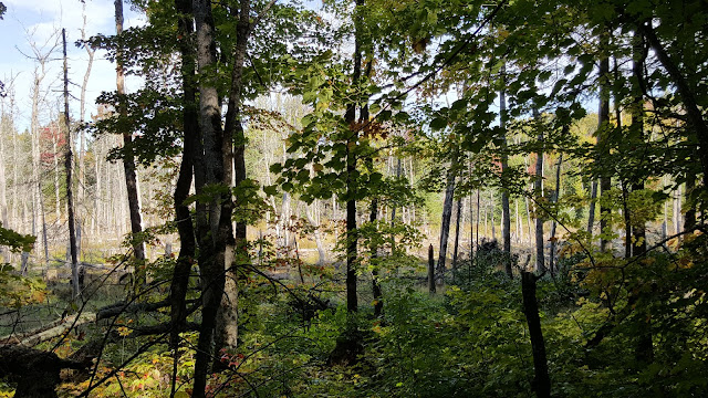 Milieux humides Milieux humides sur sentier de la montagne du Diable
