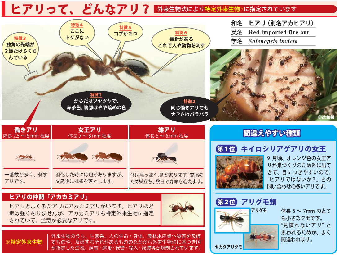 アルファメス:特徴と例 - アリ(アリ科)