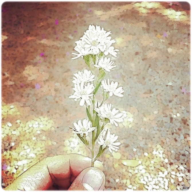 My Image 11